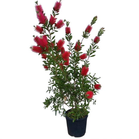 Callistemon citrinus – kefefa, kefevirág