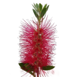 Callistemon citrinus – kefefa, kefevirág