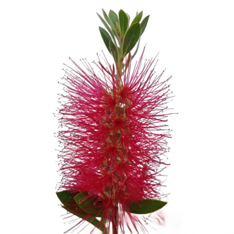 callistemon-citrinus-kefefa-kefevirag-3_premiumplants Callistemon citrinus – kefefa, kefevirág