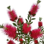 Callistemon citrinus – kefefa, kefevirág