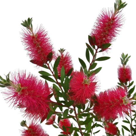 callistemon-citrinus-kefefa-kefevirag-4_premiumplants Callistemon citrinus – kefefa, kefevirág