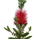 Callistemon citrinus – kefefa, kefevirág