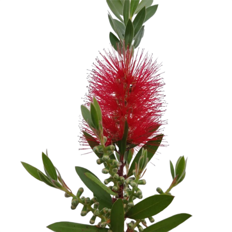 callistemon-citrinus-kefefa-kefevirag-5_premiumplants Callistemon citrinus – kefefa, kefevirág