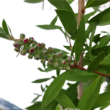 Callistemon citrinus – kefefa, kefevirág