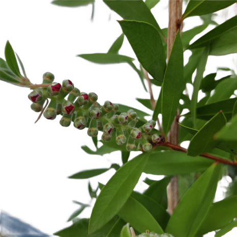 callistemon-citrinus-kefefa-kefevirag-6_premiumplants Callistemon citrinus – kefefa, kefevirág