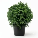 Cryptomeria japonica ‘Globosa Nana’ – japánciprus