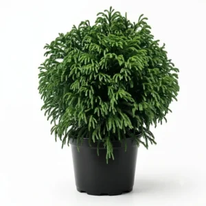 Cryptomeria japonica ‘Globosa Nana’ – japánciprus