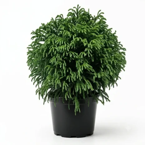 Cryptomeria japonica ‘Globosa Nana’ – japánciprus