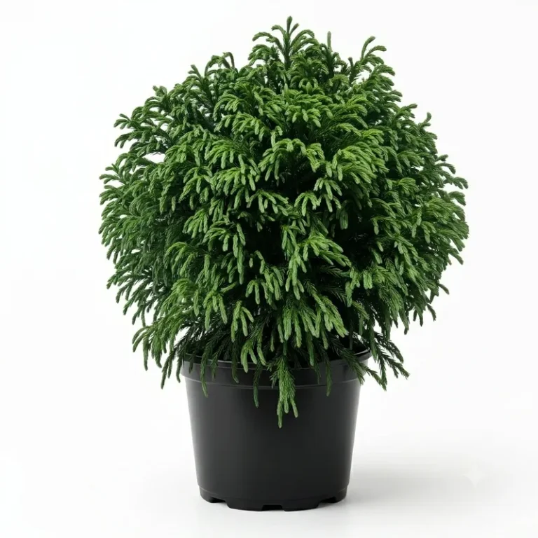 Cryptomeria japonica ‘Globosa Nana’ – japánciprus
