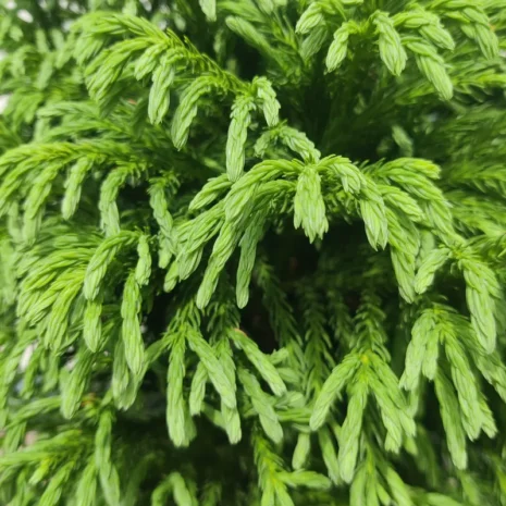 cryptomeria-japonica-globosa-nana-japanciprus-04_premiumplants Cryptomeria japonica ‘Globosa Nana’ – japánciprus