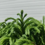 Cryptomeria japonica ‘Globosa Nana’ – japánciprus