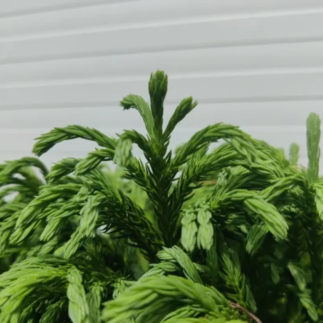 cryptomeria-japonica-globosa-nana-japanciprus-05_premiumplants Cryptomeria japonica ‘Globosa Nana’ – japánciprus